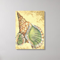 Braune und grüne Seashell