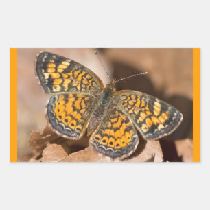 Braune und orange Mottenbekleidung und Geschenke Rechteckiger Aufkleber