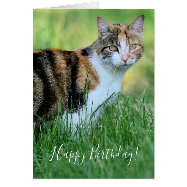 Braune und weiße Katze (Vorne)