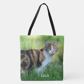 Braune und weiße Katze