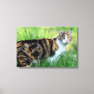 Braune und weiße Katze Leinwanddruck