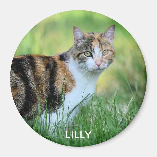 Braune und weiße Katze Magnet (Vorne)