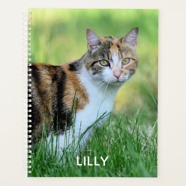 Braune und weiße Katze Planer (Vorderseite)
