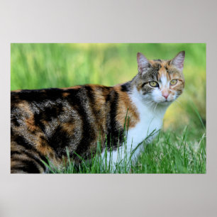 Braune und weiße Katze Poster