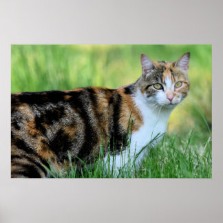 Braune und weiße Katze Poster