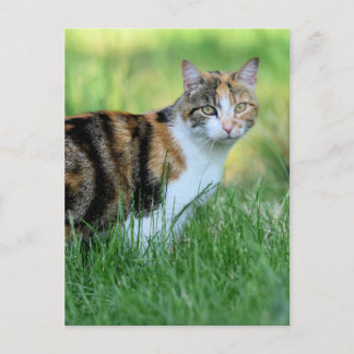 Braune und weiße Katze Postkarte