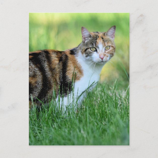 Braune und weiße Katze Postkarte (Vorderseite)