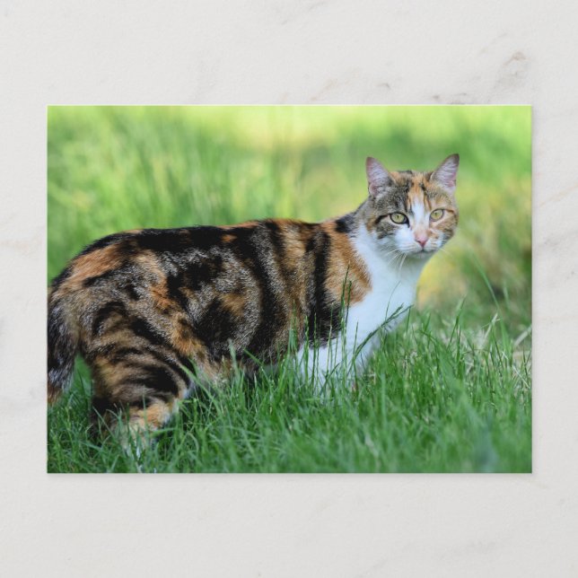 Braune und weiße Katze Postkarte (Vorderseite)