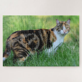 Braune und weiße Katze Puzzle