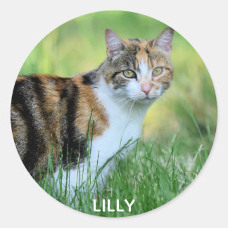 Braune und weiße Katze Runder Aufkleber