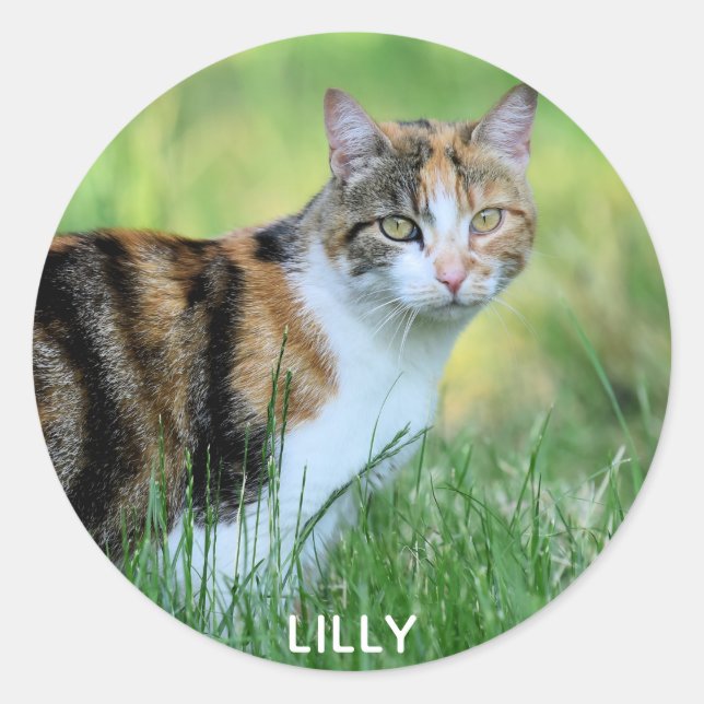 Braune und weiße Katze Runder Aufkleber (Vorderseite)