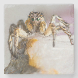 Braune und weiße Springspinne auf weißem Felsen Steinuntersetzer