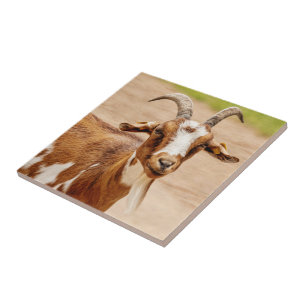 Braune und weiße Ziege Fliese