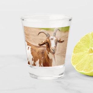 Braune und weiße Ziege Schnapsglas