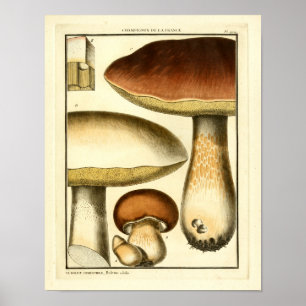 Braune Vintage-Pilze Französischer Kunst Druck Poster