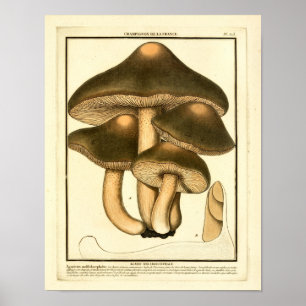 Braune Vintage-Pilze Französischer Kunst Druck Poster