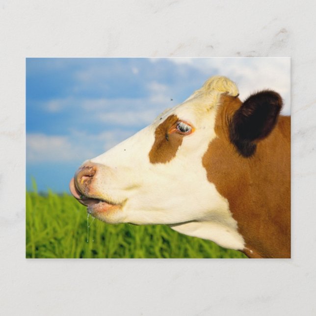 Braune weiße Kuh, die gerade nach vorne schaut. Postkarte (Vorderseite)