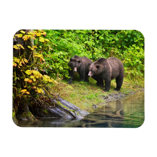 Brauner Bär & Cub | Hyder, Alaska Magnet (Horizontal)