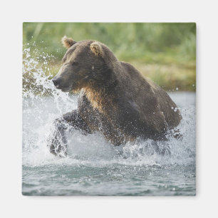 Brauner Bär, der Lachs im Fluss jagt Magnet