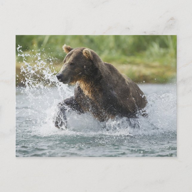 Brauner Bär, der Lachs im Fluss jagt Postkarte (Vorderseite)