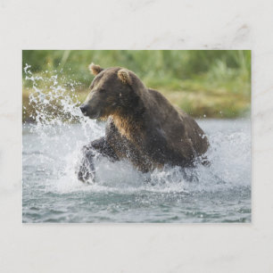 Brauner Bär, der Lachs im Fluss jagt Postkarte