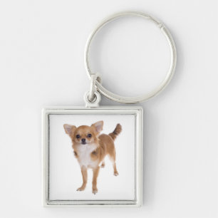 Brauner Chihuahua Langhaar Welpe Schlüsselanhänger