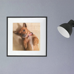 Brauner Dachshund-Welpe in Bauchlage Poster