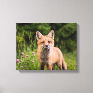 Brauner Fox auf grünem Gras Leinwanddruck