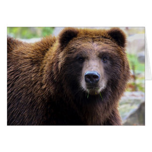 Brauner Grizzlybär