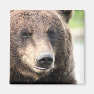 Brauner Grizzlybär Magnet