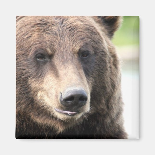 Brauner Grizzlybär Magnet (Vorne)