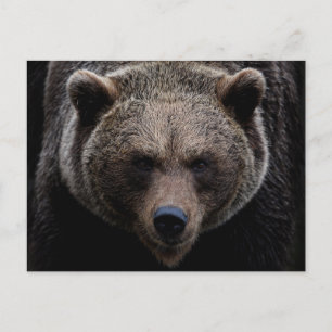 Brauner Grizzlybär Postkarte