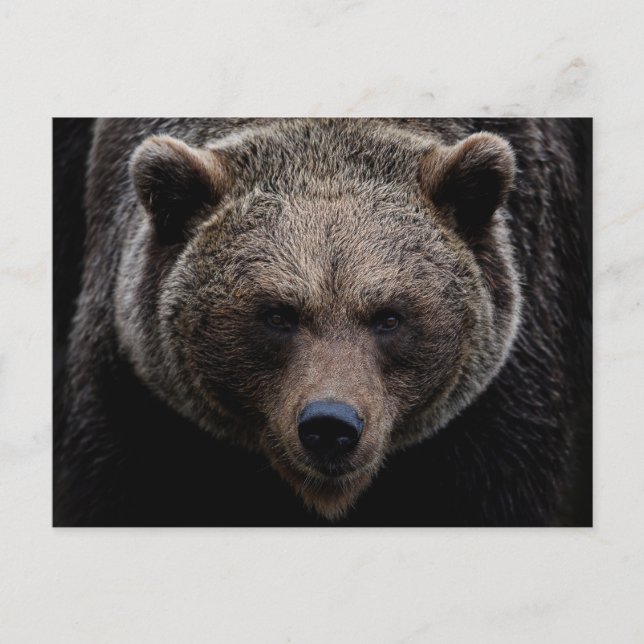 Brauner Grizzlybär Postkarte (Vorderseite)
