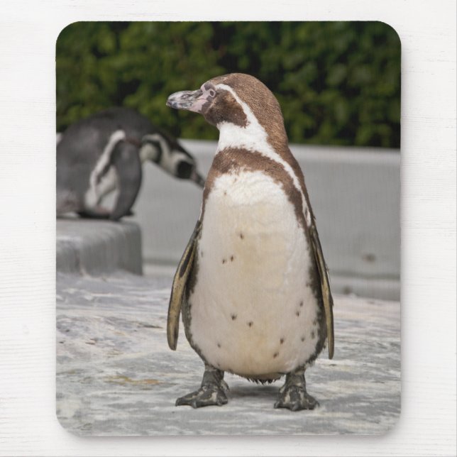 Brauner Magellan-Pinguin-Mauspad Mousepad (Vorne)