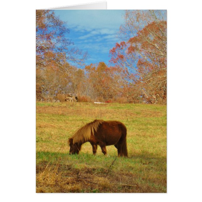 Brauner Miniaturpony (Vorne)