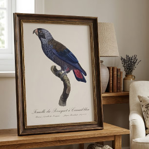 Brauner Papagei oder Brauner Pionus, Pionus fuscus Fotodruck