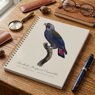 Brauner Papagei oder Brauner Pionus, Pionus fuscus Planer