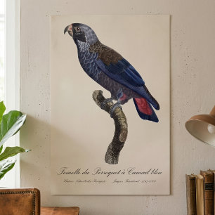 Brauner Papagei oder Brauner Pionus, Pionus fuscus Poster