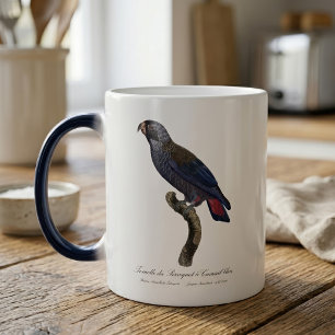 Brauner Papagei oder Brauner Pionus, Pionus fuscus Verwandlungstasse