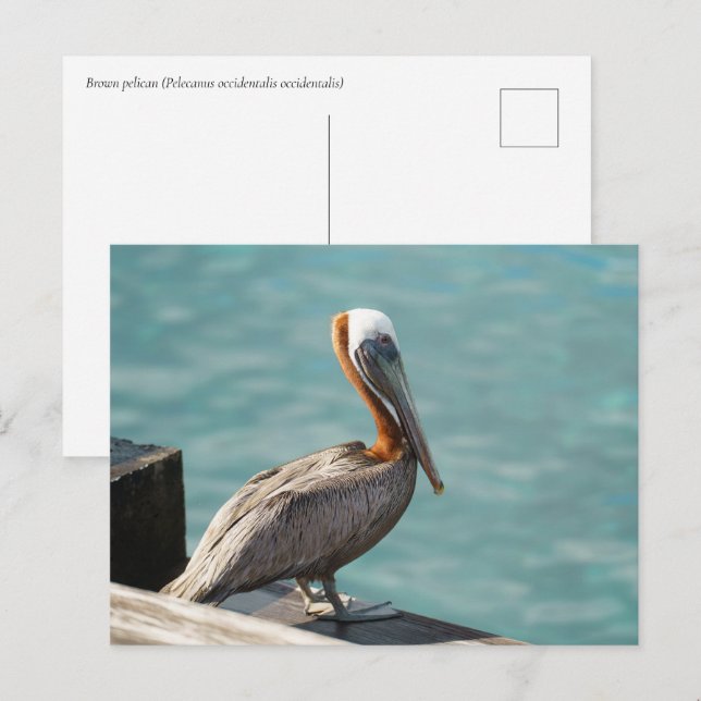 Brauner Pelikan Martinique Karibische Tierwelt Postkarte (Vorne/Hinten)
