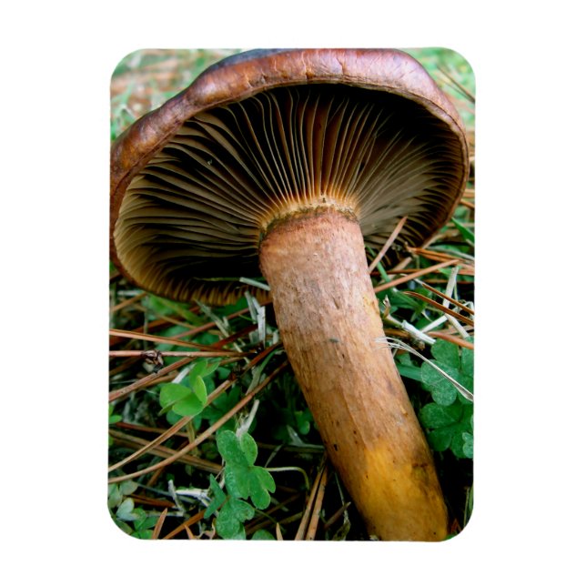 Brauner Pilz in grüner Klee Magnet (Vertikal)