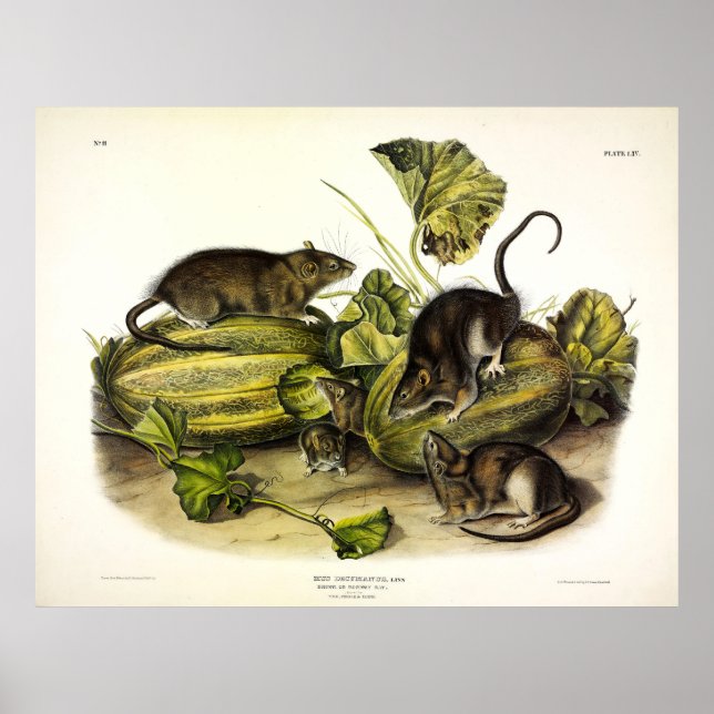 Brauner Rat, Norwegen, Rattus norvegicus - Audubon Poster (Vorne)