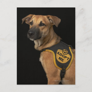 Brauner Rettungshund mit adoptiert Weste Postkarte
