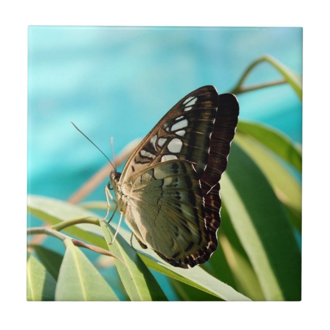 Brauner Schmetterling geschlossene Flügel Fliese (Vorderseite)