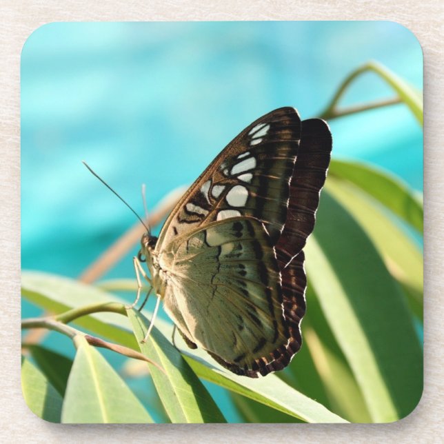 Brauner Schmetterling geschlossene Flügel Getränkeuntersetzer (Vorderseite)