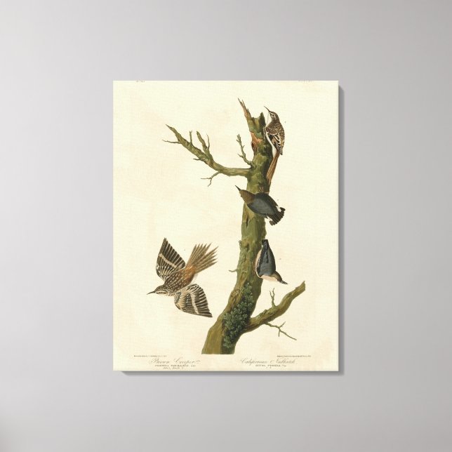 Brauner Strampler, Pygmäen-Nuthatch von Audubons V Leinwanddruck (Vorderseite)