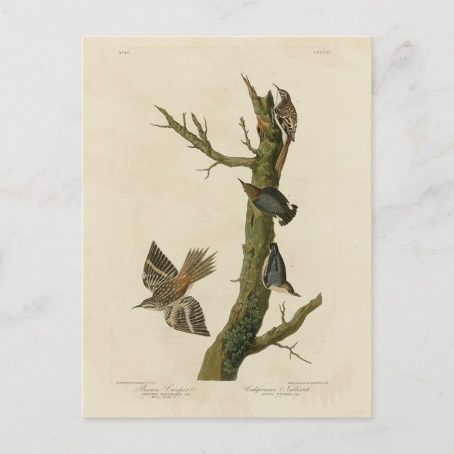 Brauner Strampler, Pygmäen-Nuthatch von Audubons V Postkarte (Vorderseite)