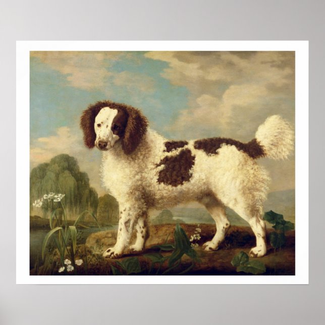 Brauner und weißer Norfolk oder Wasser Spaniel, 17 Poster (Vorne)