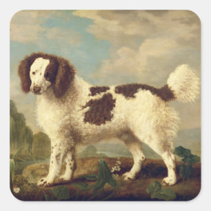 Brauner und weißer Norfolk oder Wasser Spaniel, 17 Quadratischer Aufkleber