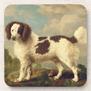 Brauner und weißer Norfolk oder Wasser Spaniel, 1 Getränkeuntersetzer
